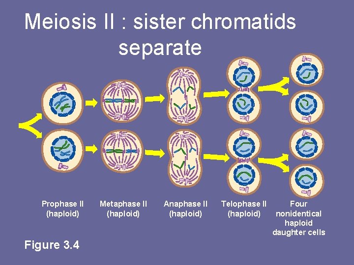 Meiosis II : sister chromatids separate Prophase II (haploid) Figure 3. 4 Metaphase II