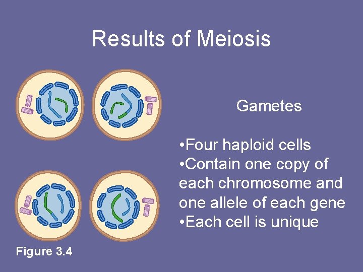 Results of Meiosis Gametes • Four haploid cells • Contain one copy of each