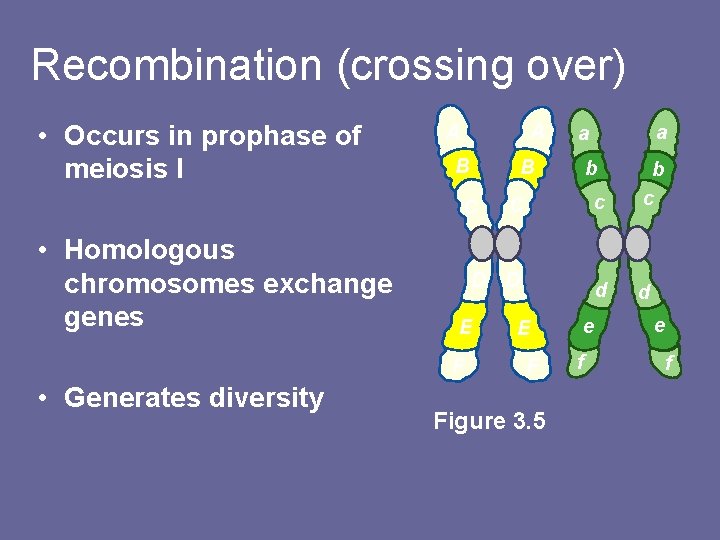 Recombination (crossing over) • Occurs in prophase of meiosis I A A B B