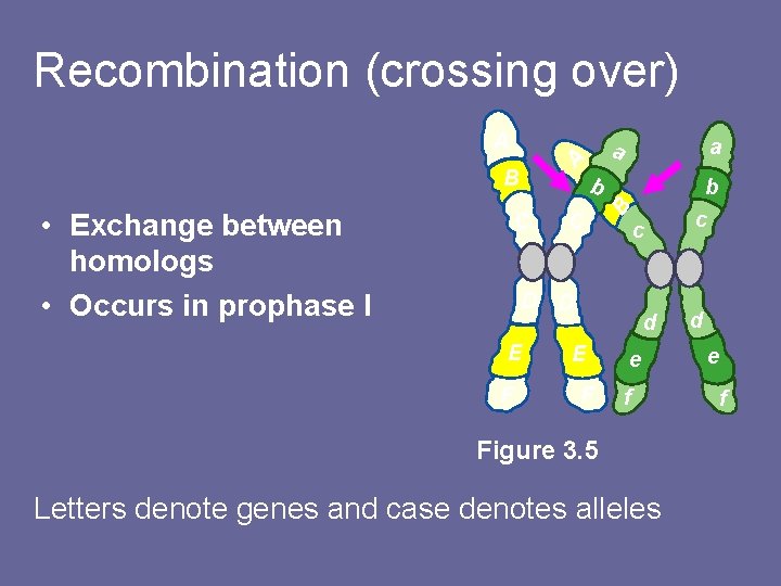 Recombination (crossing over) a b c A B • Exchange between homologs • Occurs