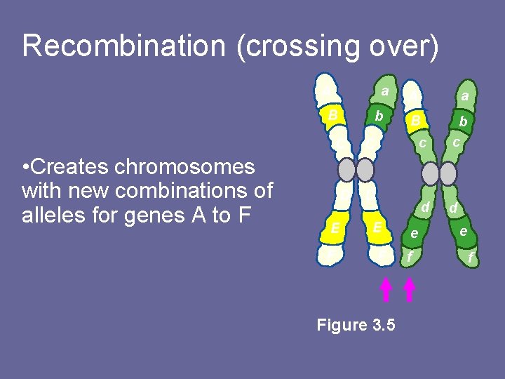 Recombination (crossing over) a A B b C • Creates chromosomes with new combinations