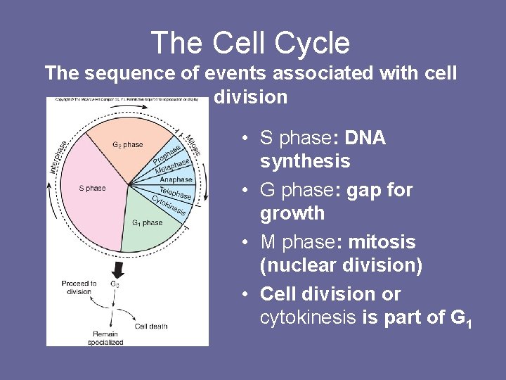 The Cell Cycle The sequence of events associated with cell division • S phase: