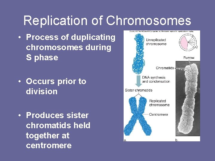 Replication of Chromosomes • Process of duplicating chromosomes during S phase • Occurs prior