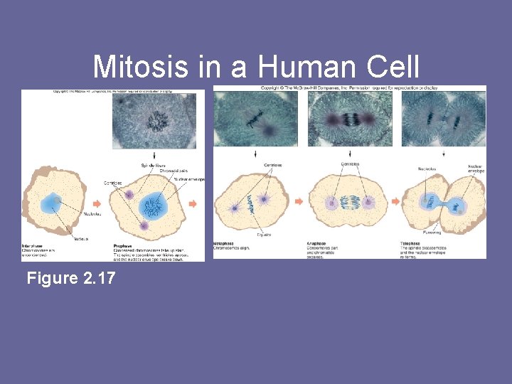 Mitosis in a Human Cell Figure 2. 17 