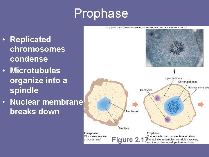 Prophase • Replicated chromosomes condense • Microtubules organize into a spindle • Nuclear membrane