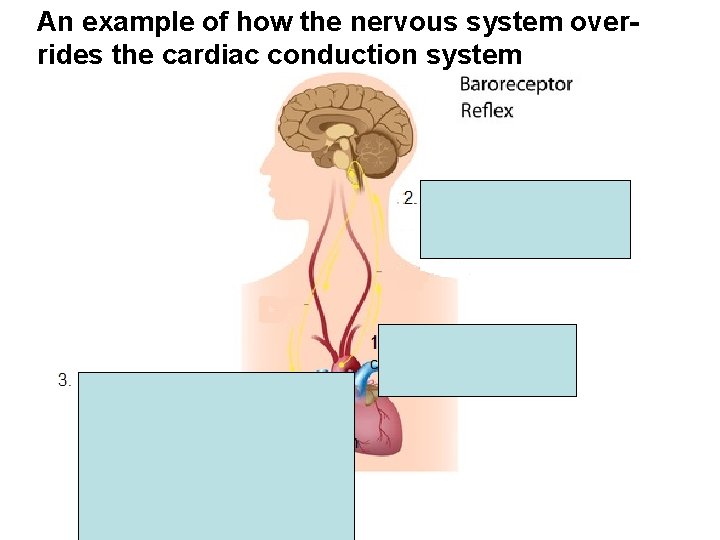 An example of how the nervous system overrides the cardiac conduction system 