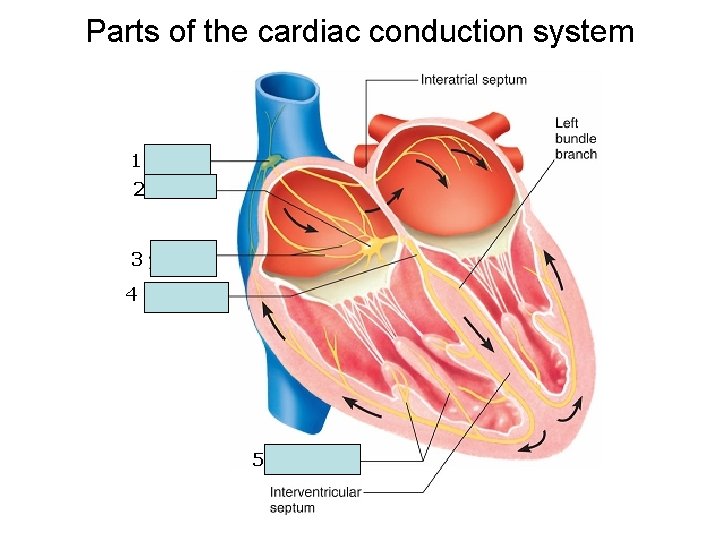 Parts of the cardiac conduction system 