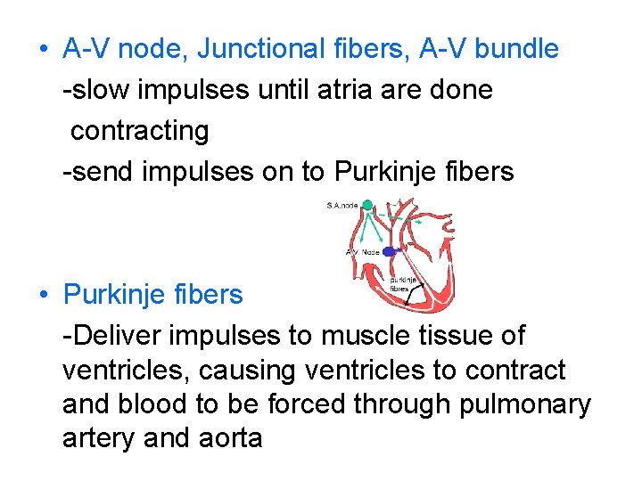  • A-V node, Junctional fibers, A-V bundle -slow impulses until atria are done