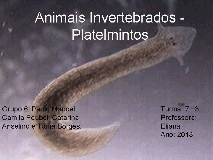 Animais Invertebrados Platelmintos Grupo 6: Paulo Manoel, Camila Poubel, Catarina Anselmo e Tainá Borges.