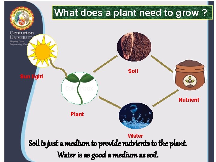 What does a plant need to grow ? Soil Sun light Nutrient Plant Water