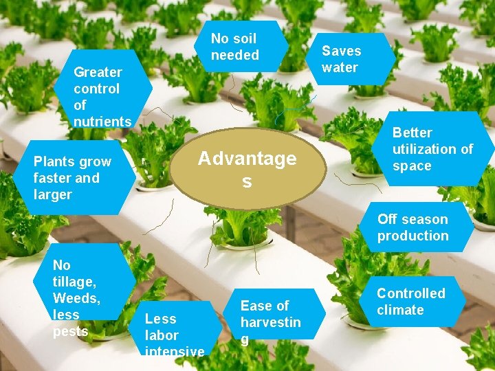 No soil needed Greater control of nutrients Plants grow faster and larger Advantage s