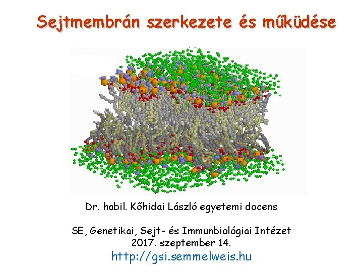 Sejtmembrán szerkezete és műküdése Dr. habil. Kőhidai László egyetemi docens SE, Genetikai, Sejt- és