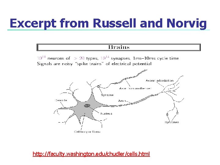 Excerpt from Russell and Norvig http: //faculty. washington. edu/chudler/cells. html 