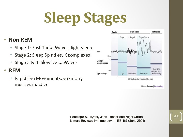 Sleep Stages • Non REM • Stage 1: Fast Theta Waves, light sleep •