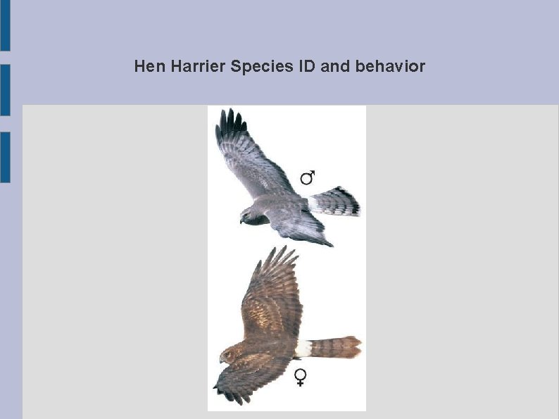 Hen Harrier Species ID and behavior 