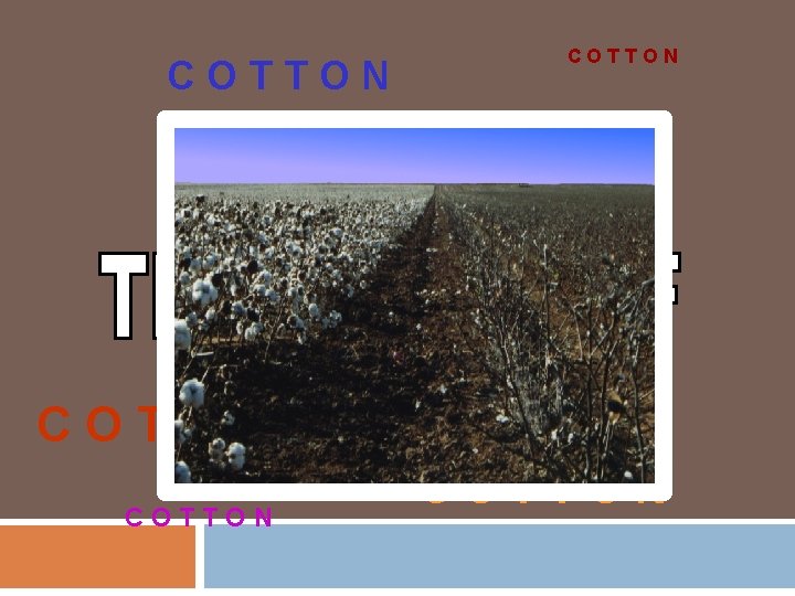 COTTON COTTON 