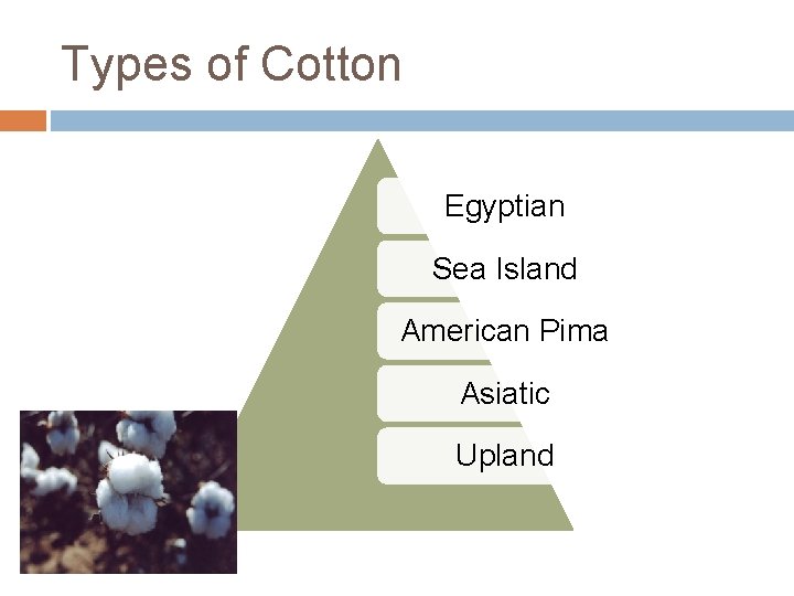 Types of Cotton Egyptian Sea Island American Pima Asiatic Upland 