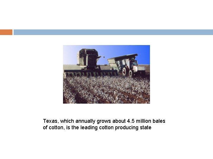 Texas, which annually grows about 4. 5 million bales of cotton, is the leading