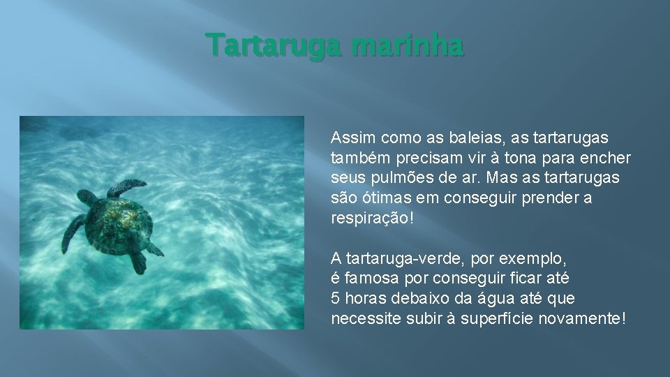 Tartaruga marinha Assim como as baleias, as tartarugas também precisam vir à tona para