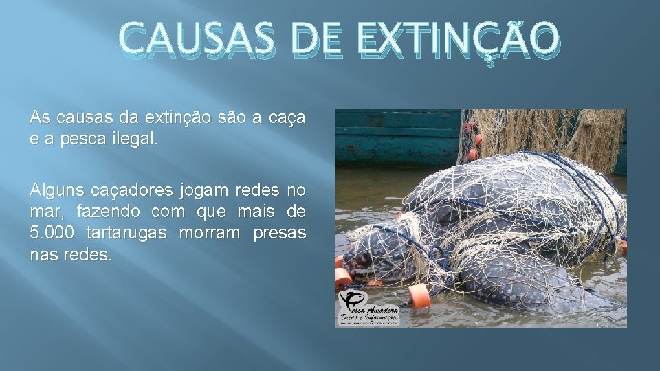 CAUSAS DE EXTINÇÃO As causas da extinção são a caça e a pesca ilegal.