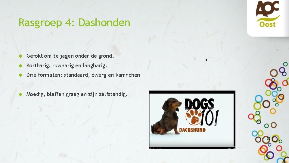 Rasgroep 4: Dashonden Gefokt om te jagen onder de grond. Kortharig, ruwharig en langharig.