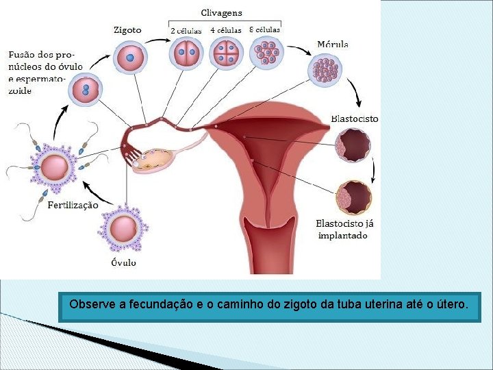 Observe a fecundação e o caminho do zigoto da tuba uterina até o útero.