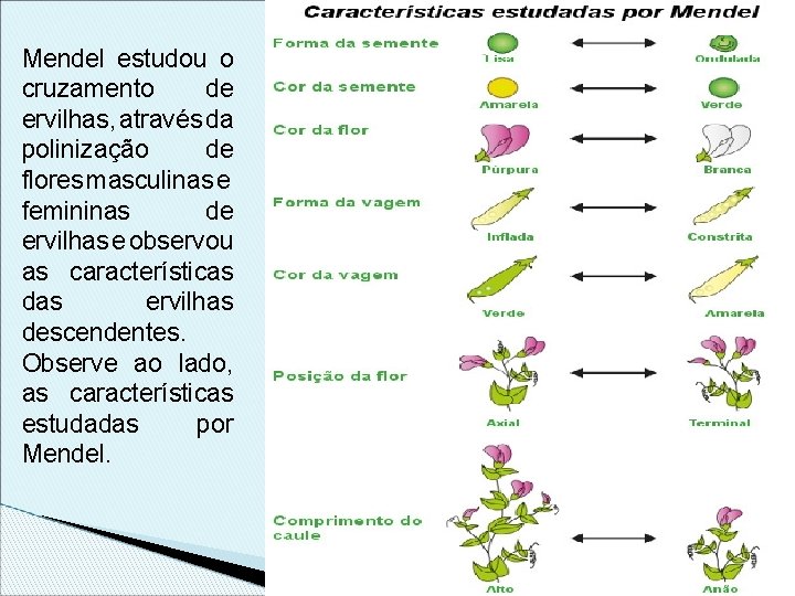 Mendel estudou o cruzamento de ervilhas, através da polinização de flores masculinas e femininas