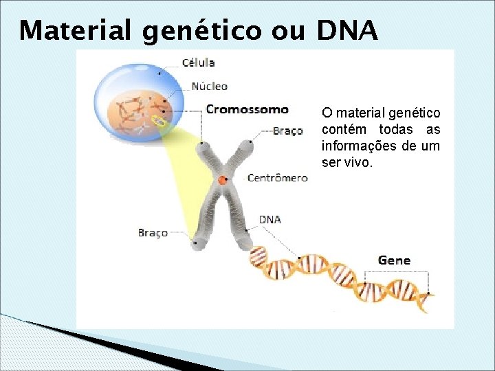 Material genético ou DNA O material genético contém todas as informações de um ser