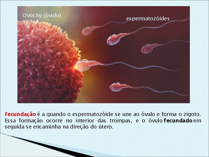 Ovócito (óvulo) espermatozóides Fecundação é a quando o espermatozóide se une ao óvulo e