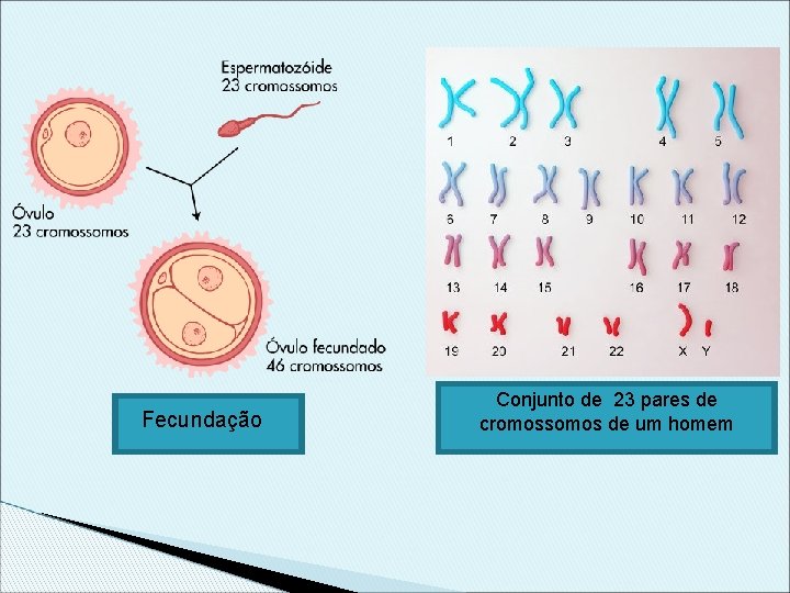 Fecundação Conjunto de 23 pares de cromossomos de um homem 