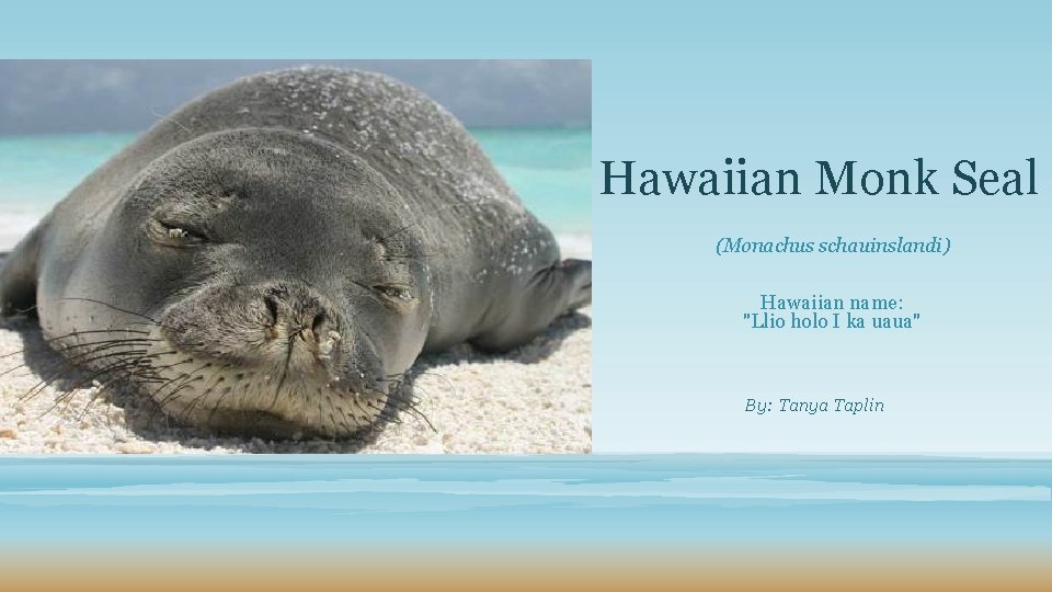 Hawaiian Monk Seal (Monachus schauinslandi) Hawaiian name: "Llio holo I ka uaua" By: Tanya