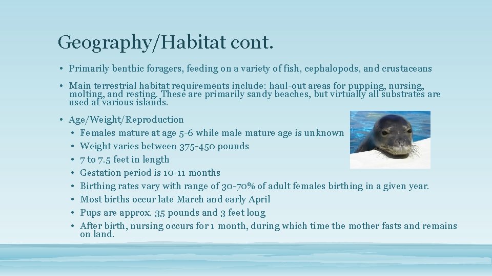 Geography/Habitat cont. • Primarily benthic foragers, feeding on a variety of fish, cephalopods, and