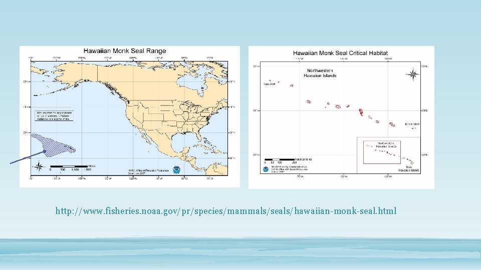 http: //www. fisheries. noaa. gov/pr/species/mammals/seals/hawaiian-monk-seal. html 