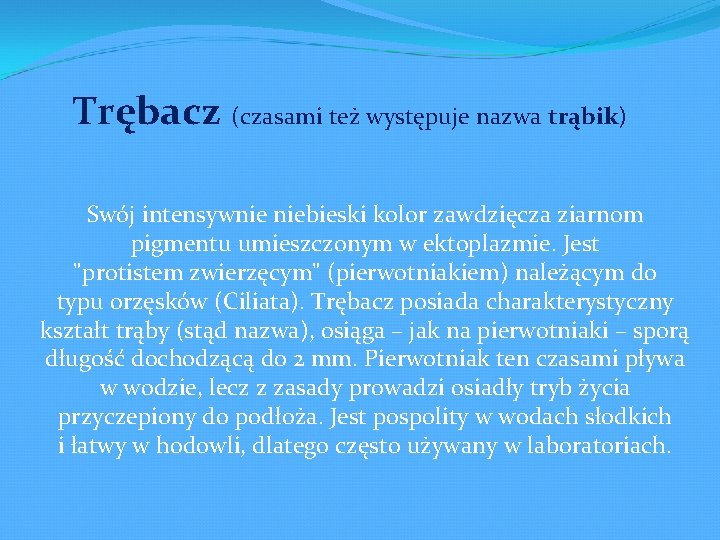 Trębacz (czasami też występuje nazwa trąbik) Swój intensywnie niebieski kolor zawdzięcza ziarnom pigmentu umieszczonym