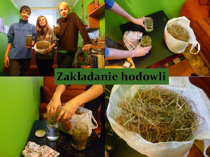 Zakładanie hodowli – ciąg dalszy 