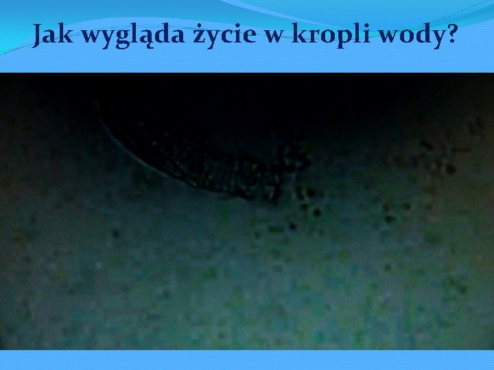 Jak wygląda życie w kropli wody? 