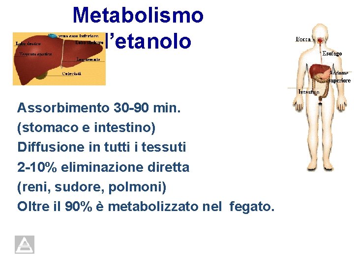Metabolismo dell’etanolo Assorbimento 30 -90 min. (stomaco e intestino) Diffusione in tutti i tessuti