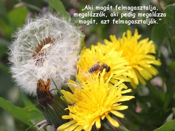 „Aki magát felmagasztalja, megalázzák, aki pedig megalázza magát, azt felmagasztalják. ” 