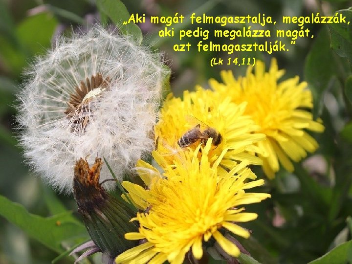 „Aki magát felmagasztalja, megalázzák, aki pedig megalázza magát, azt felmagasztalják. ” (Lk 14, 11). „Aki magát felmagasztalja, megalázzák, aki pedig megalázza magát, azt felmagasztalják. ” (Lk 14, 11).