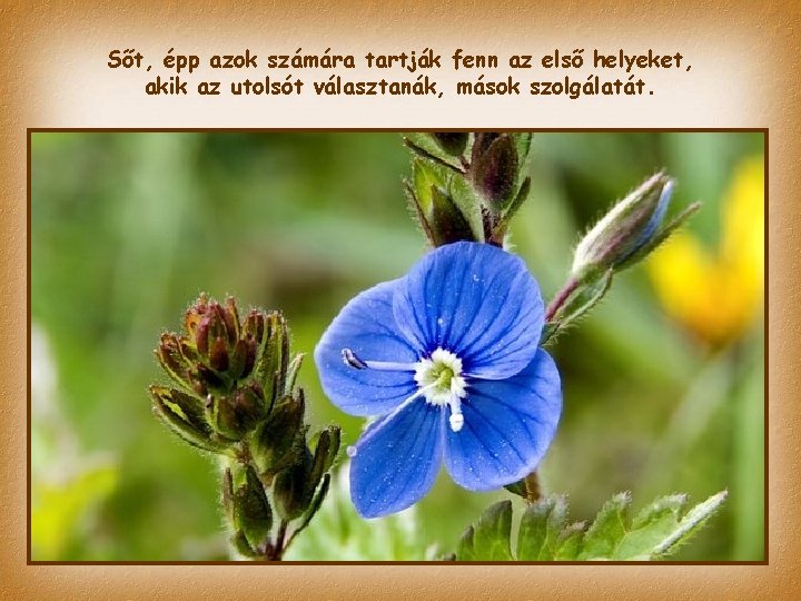Sőt, épp azok számára tartják fenn az első helyeket, akik az utolsót választanák, mások Sőt, épp azok számára tartják fenn az első helyeket, akik az utolsót választanák, mások