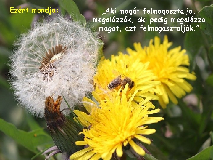 Ezért mondja: „Aki magát felmagasztalja, megalázzák, aki pedig megalázza magát, azt felmagasztalják. ” 