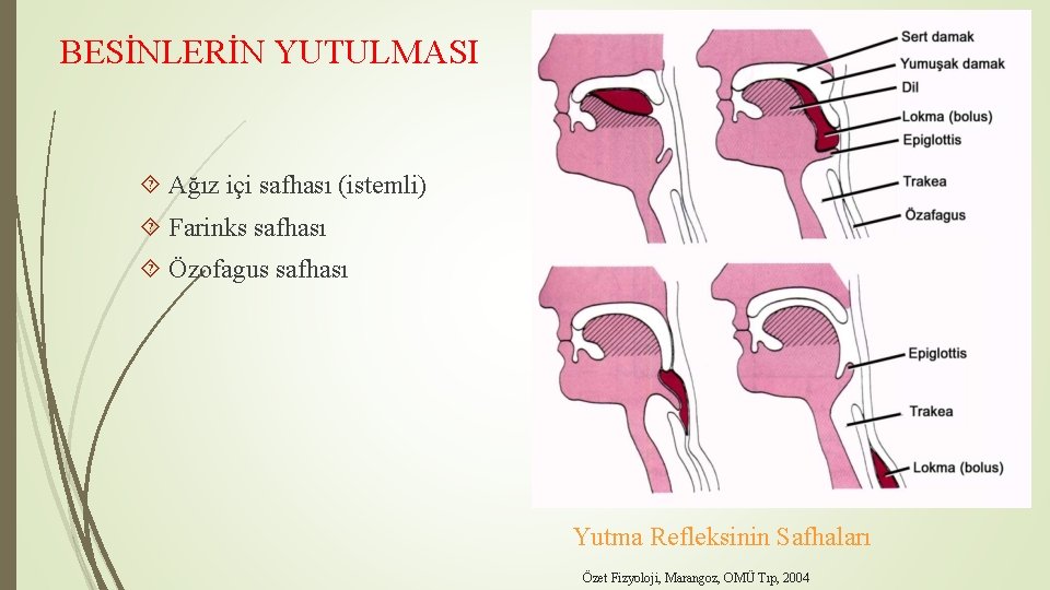 BESİNLERİN YUTULMASI Ağız içi safhası (istemli) Farinks safhası Özofagus safhası Yutma Refleksinin Safhaları Özet