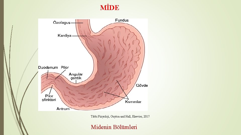 MİDE Tıbbi Fizyoloji, Guyton and Hall, Elsevier, 2017 Midenin Bölümleri MİDE Tıbbi Fizyoloji, Guyton and Hall, Elsevier, 2017 Midenin Bölümleri