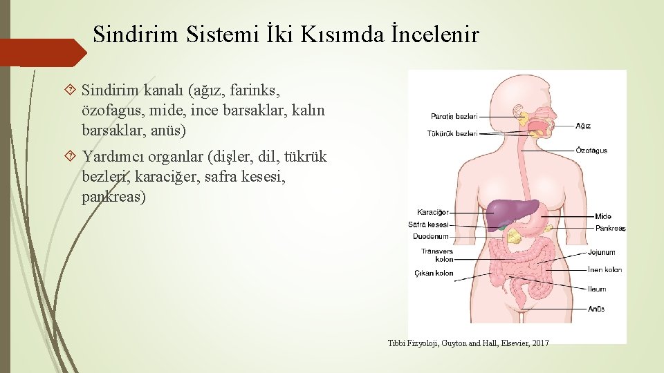 Sindirim Sistemi İki Kısımda İncelenir Sindirim kanalı (ağız, farinks, özofagus, mide, ince barsaklar, kalın Sindirim Sistemi İki Kısımda İncelenir Sindirim kanalı (ağız, farinks, özofagus, mide, ince barsaklar, kalın