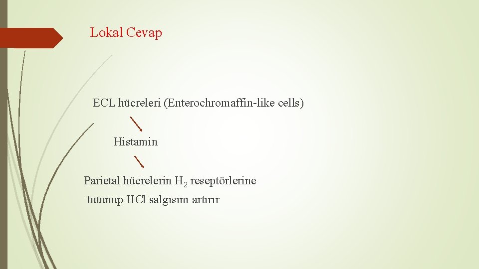 Lokal Cevap ECL hücreleri (Enterochromaffin-like cells) Histamin Parietal hücrelerin H 2 reseptörlerine tutunup HCl Lokal Cevap ECL hücreleri (Enterochromaffin-like cells) Histamin Parietal hücrelerin H 2 reseptörlerine tutunup HCl