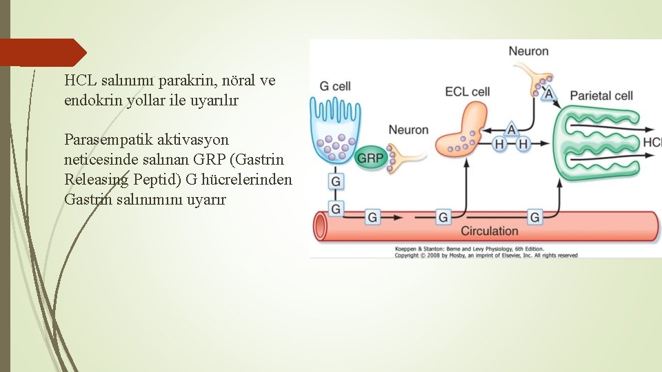 HCL salınımı parakrin, nöral ve endokrin yollar ile uyarılır Parasempatik aktivasyon neticesinde salınan GRP