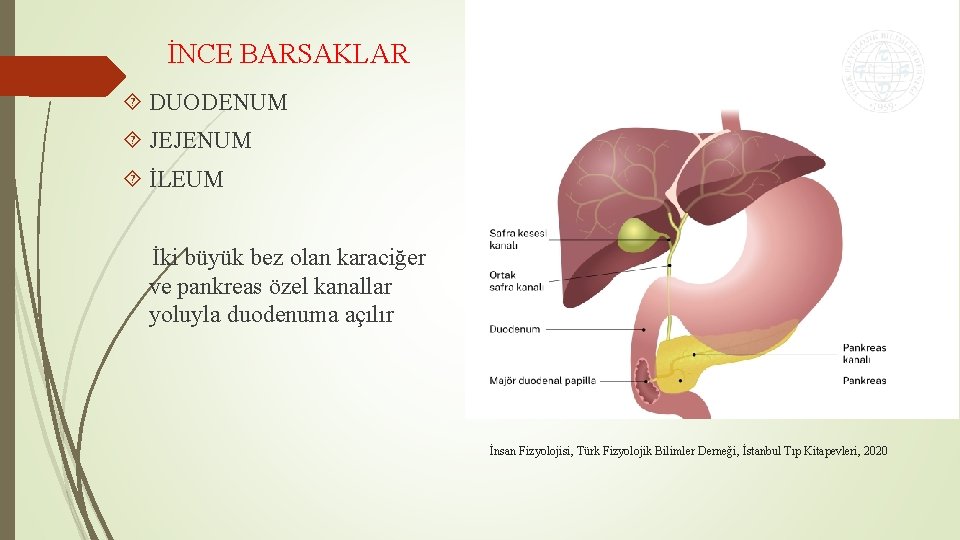 İNCE BARSAKLAR DUODENUM JEJENUM İLEUM İki büyük bez olan karaciğer ve pankreas özel kanallar İNCE BARSAKLAR DUODENUM JEJENUM İLEUM İki büyük bez olan karaciğer ve pankreas özel kanallar