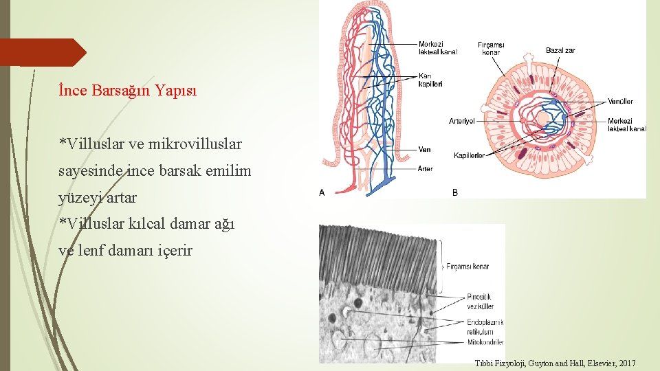 İnce Barsağın Yapısı *Villuslar ve mikrovilluslar sayesinde ince barsak emilim yüzeyi artar *Villuslar kılcal