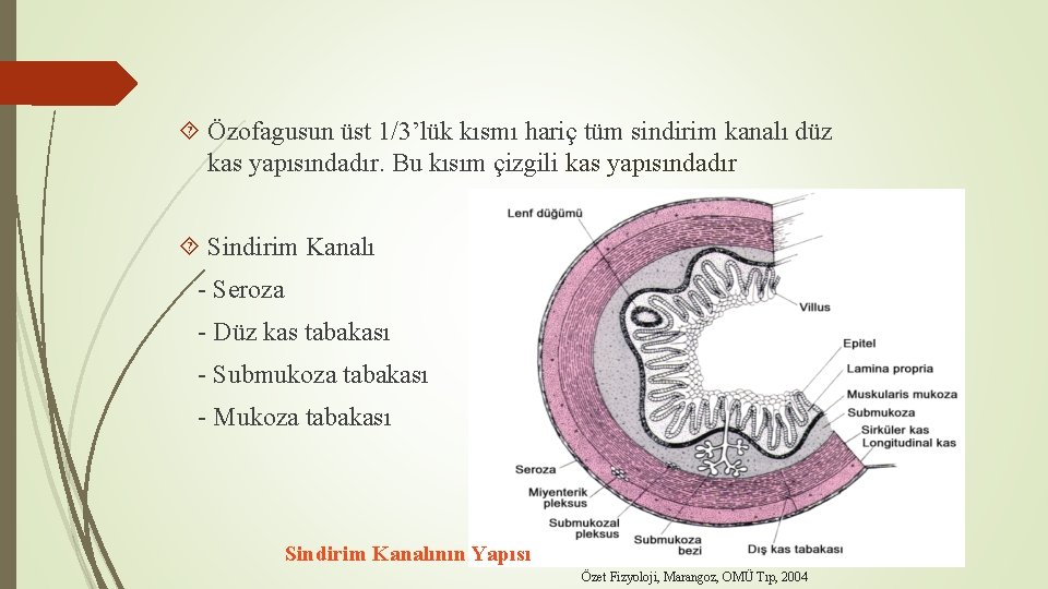  Özofagusun üst 1/3’lük kısmı hariç tüm sindirim kanalı düz kas yapısındadır. Bu kısım