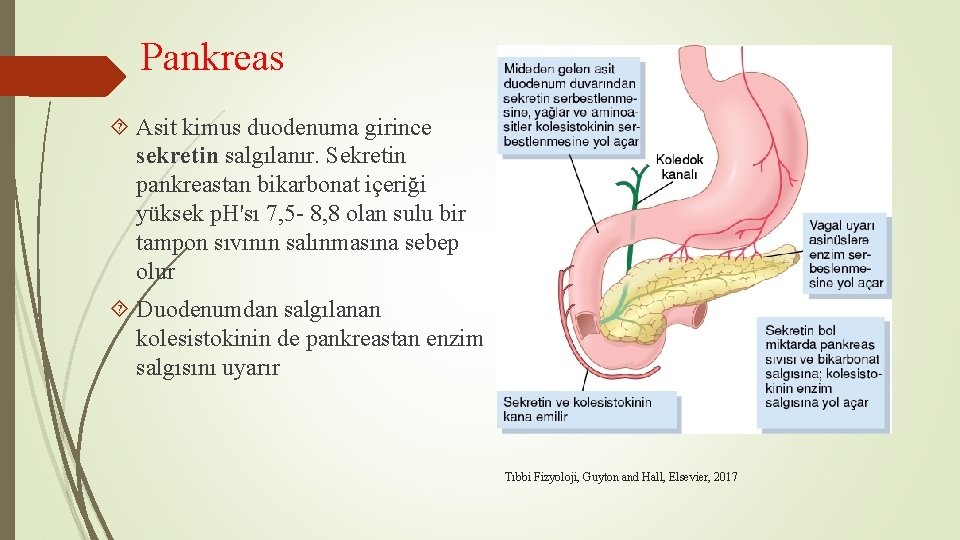 Pankreas Asit kimus duodenuma girince sekretin salgılanır. Sekretin pankreastan bikarbonat içeriği yüksek p. H'sı